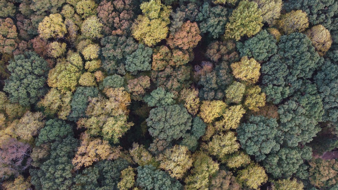 drone-autumn-trees-colors