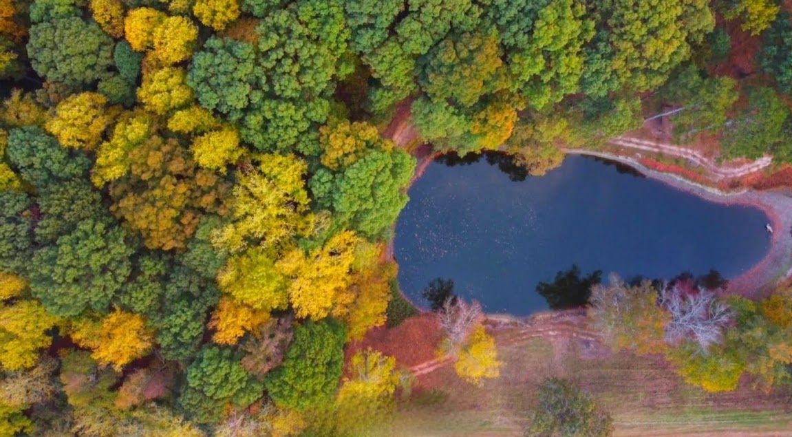 drone-autumn-trees-pond